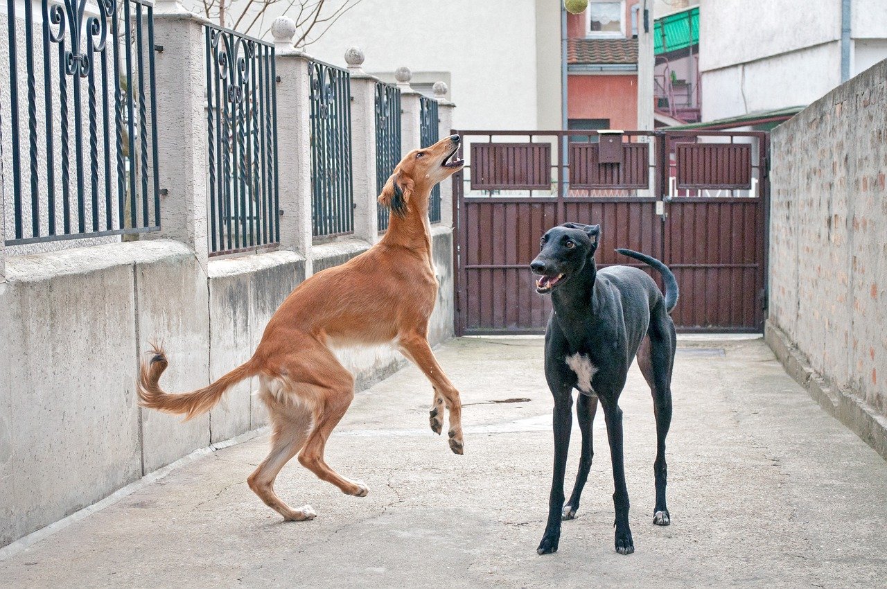 Saluki