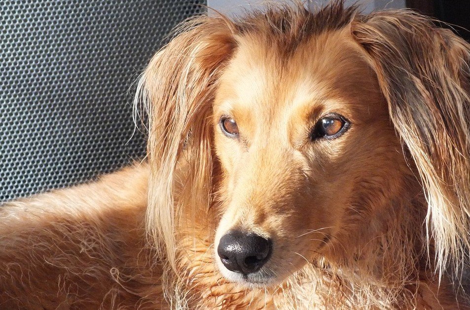 Saluki behoort tot de 10 snelste honden ter wereld