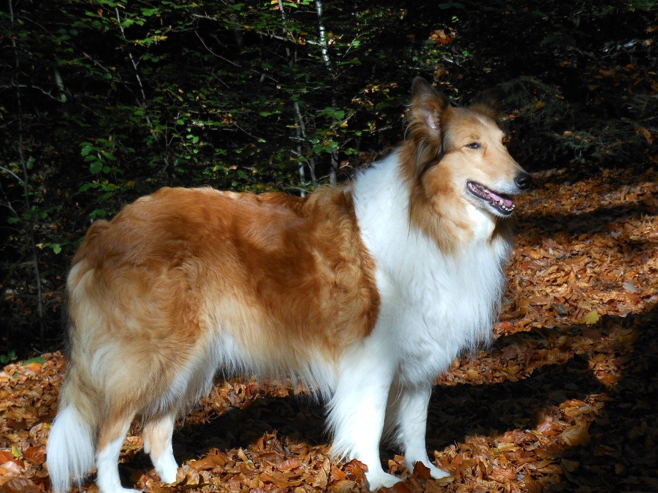 12 populaire herdershonden - Schotse Herdershond