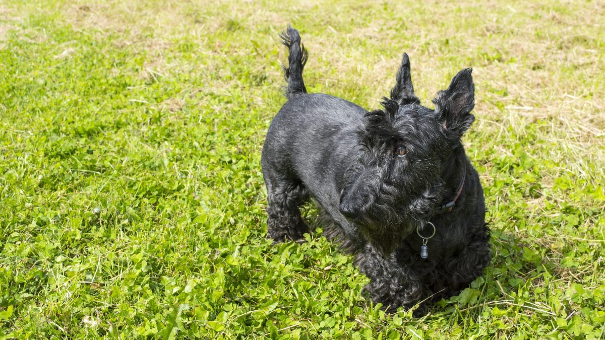 Schotse Terrier