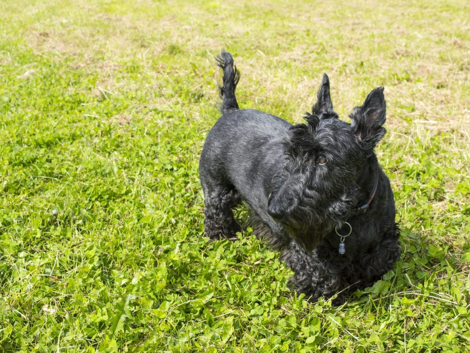 Schotse Terrier