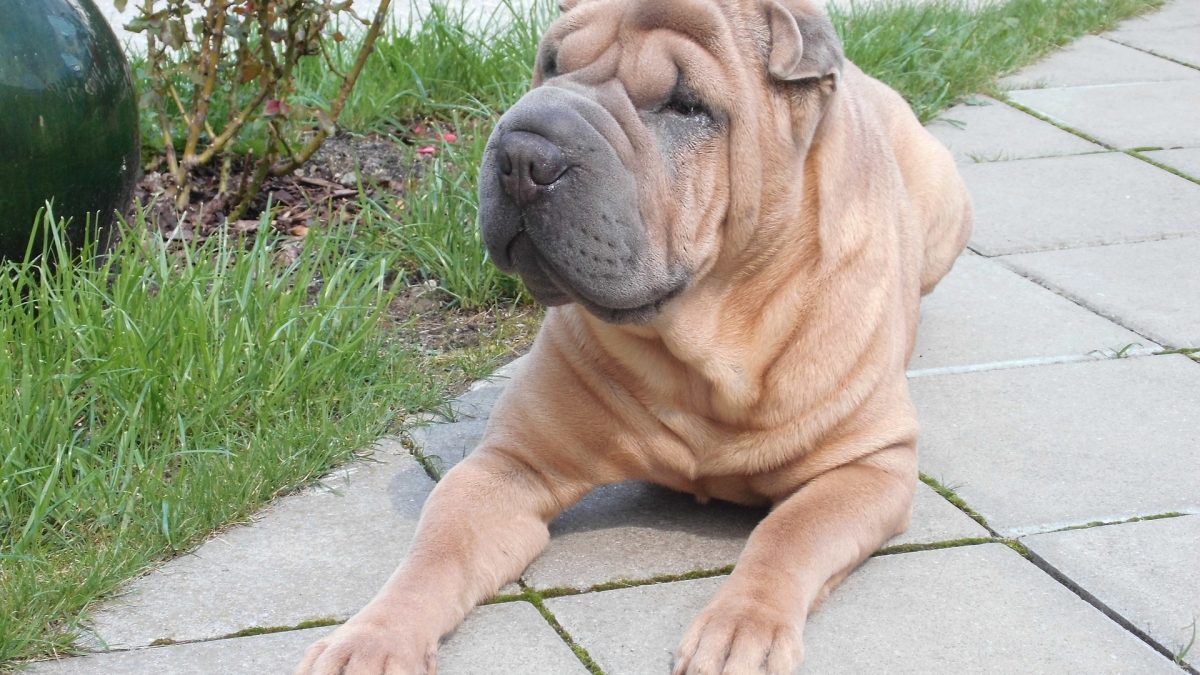 Shar Pei