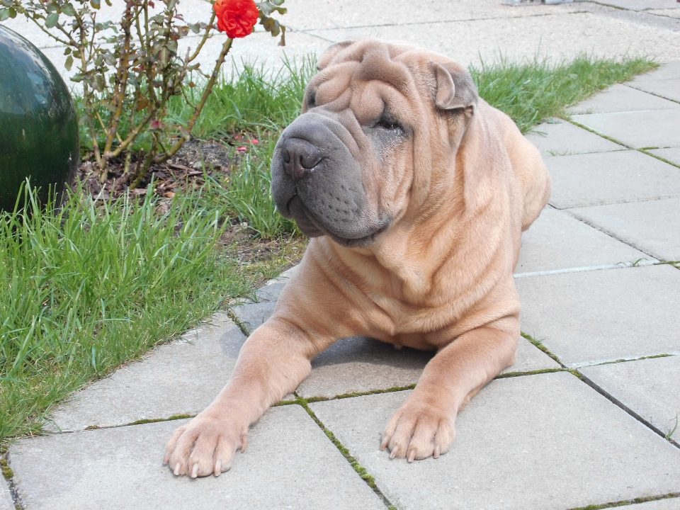 Shar Pei