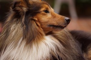 Sheltie