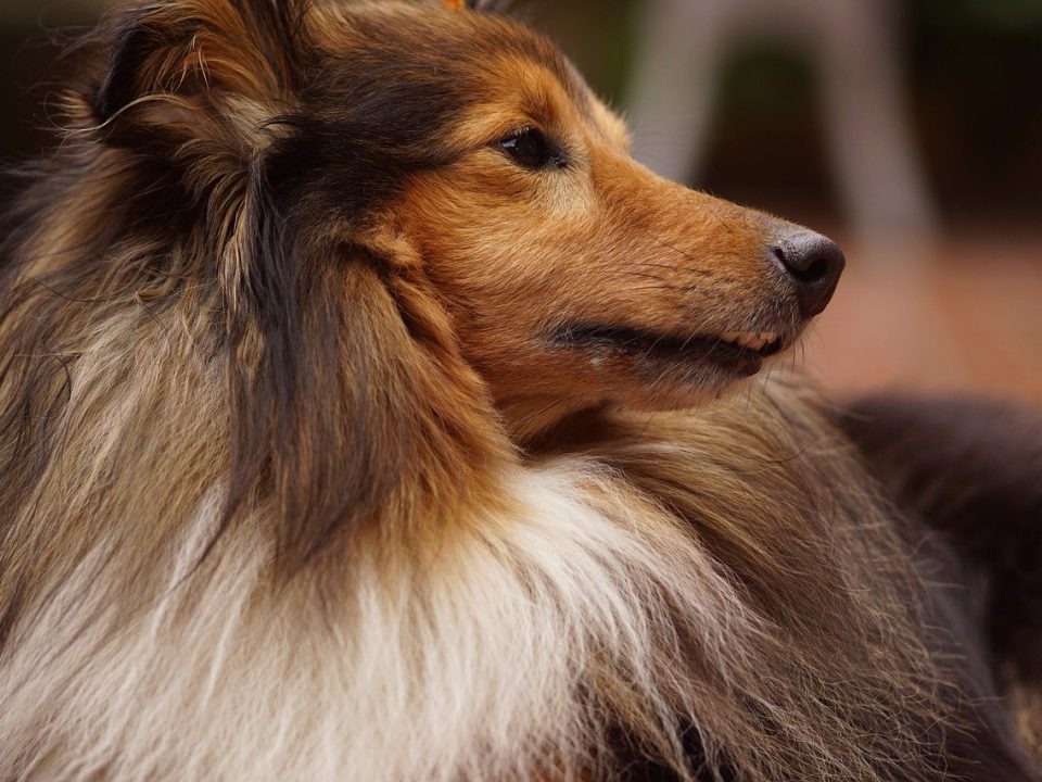 Sheltie