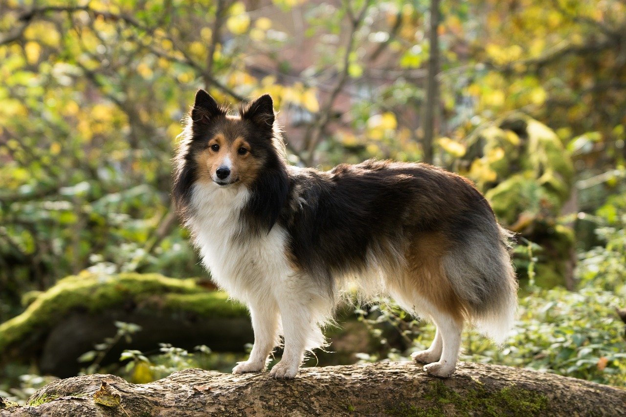 Sheltie puppy