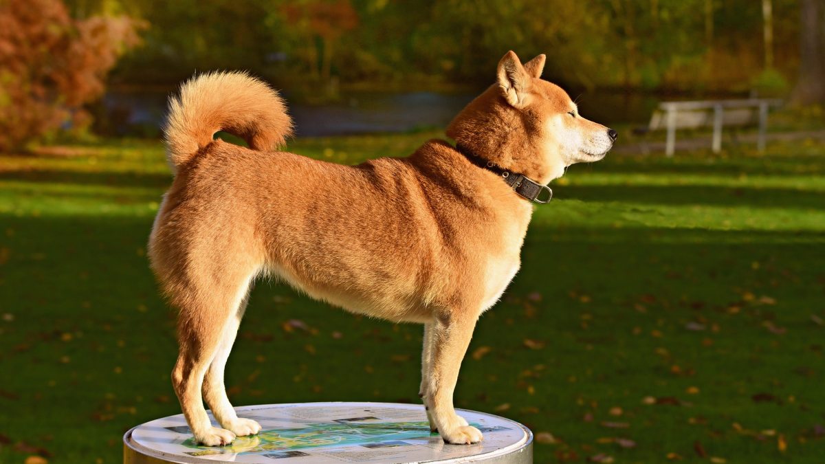 Shiba Inu