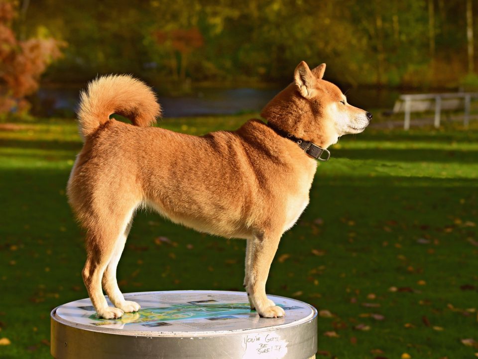 Shiba Inu