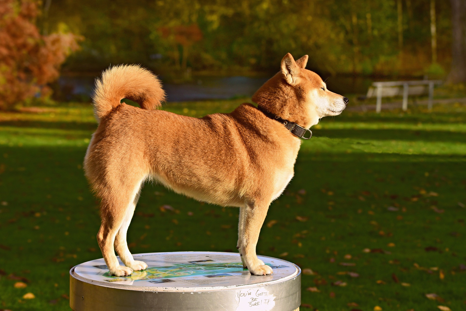 Shiba Inu - Japanse hondenrassen