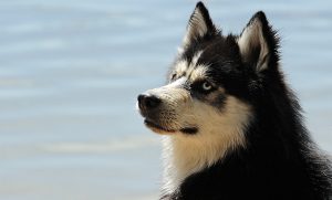 Siberian Husky