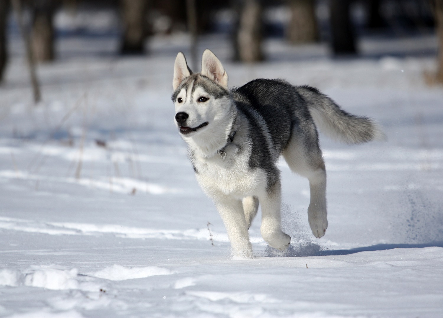 Siberian-Husky-Depositphotos_2289131_S