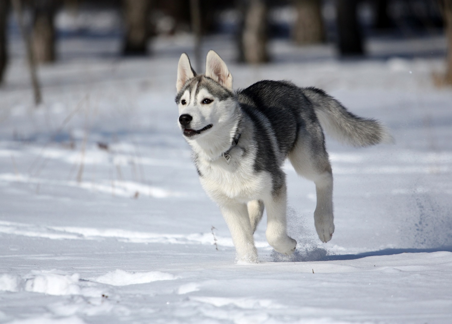 Siberian-Husky-Depositphotos_2289131_S