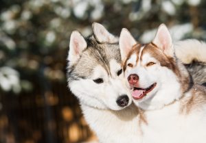 10 populairste Russische hondenrassen Siberian-Husky-Depositphotos_5427694_S