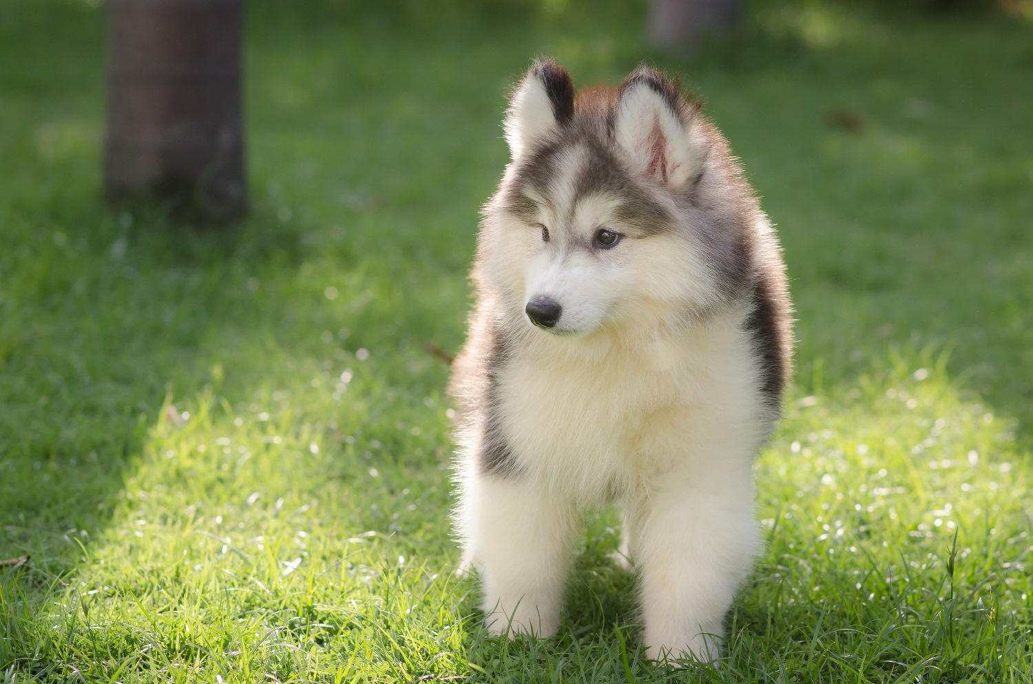 Siberian-Husky-puppy-Depositphotos_54649401_S