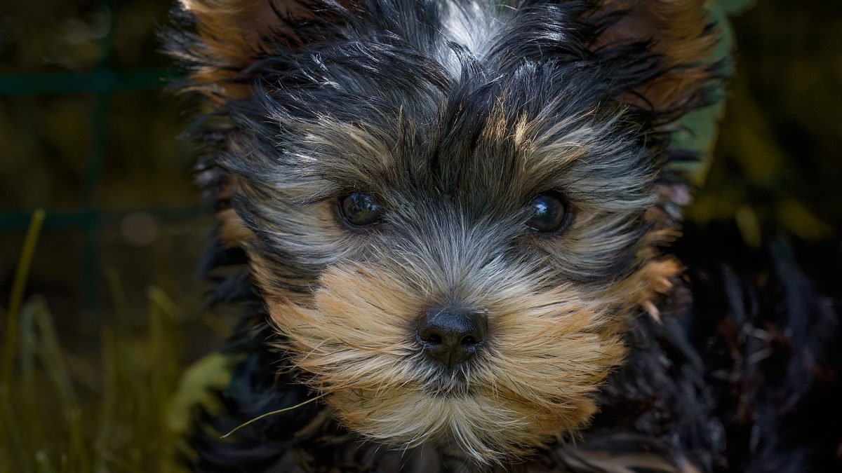 Silky Terrier