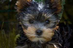 Silky Terrier