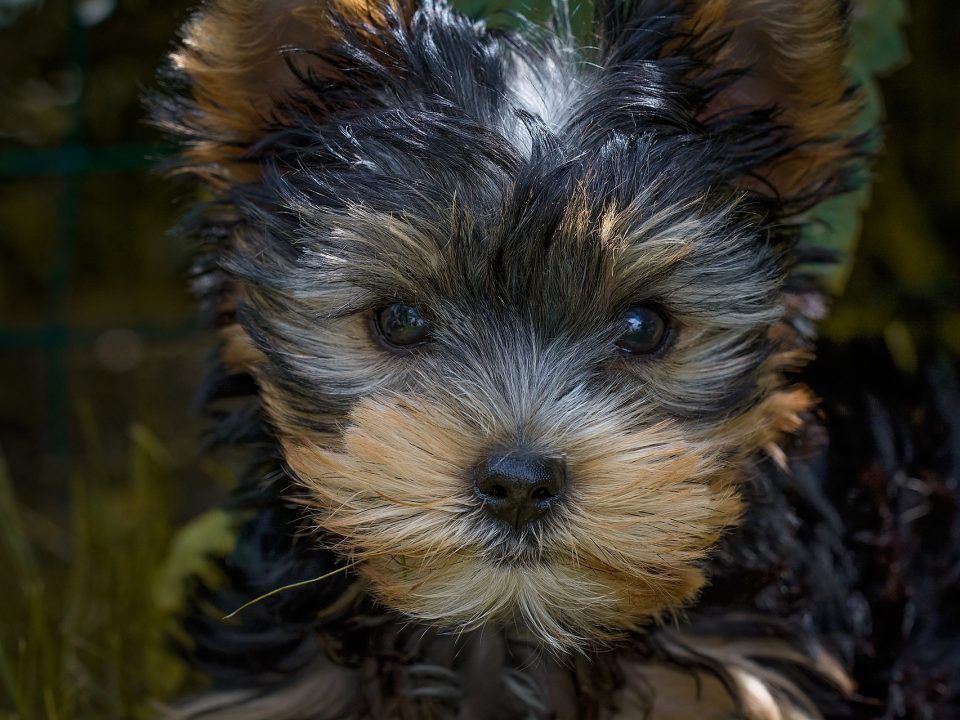 Silky Terrier