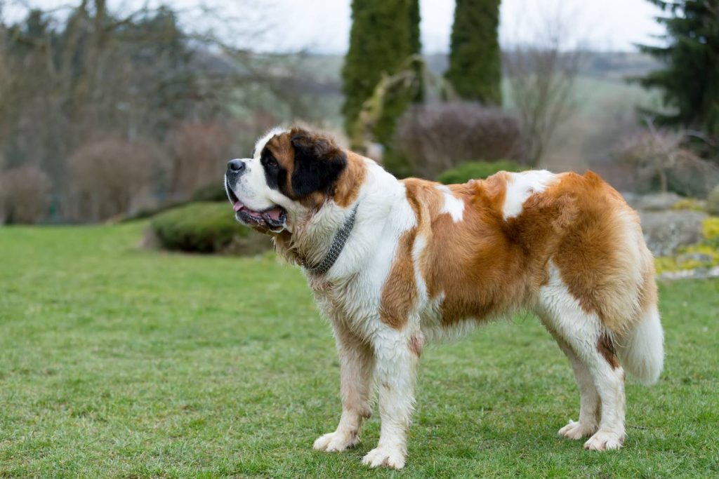 Vervoer voetstappen Taiko buik Sint Bernard | Alles over hondenrassen en puppy's | De Nieuwe Hond