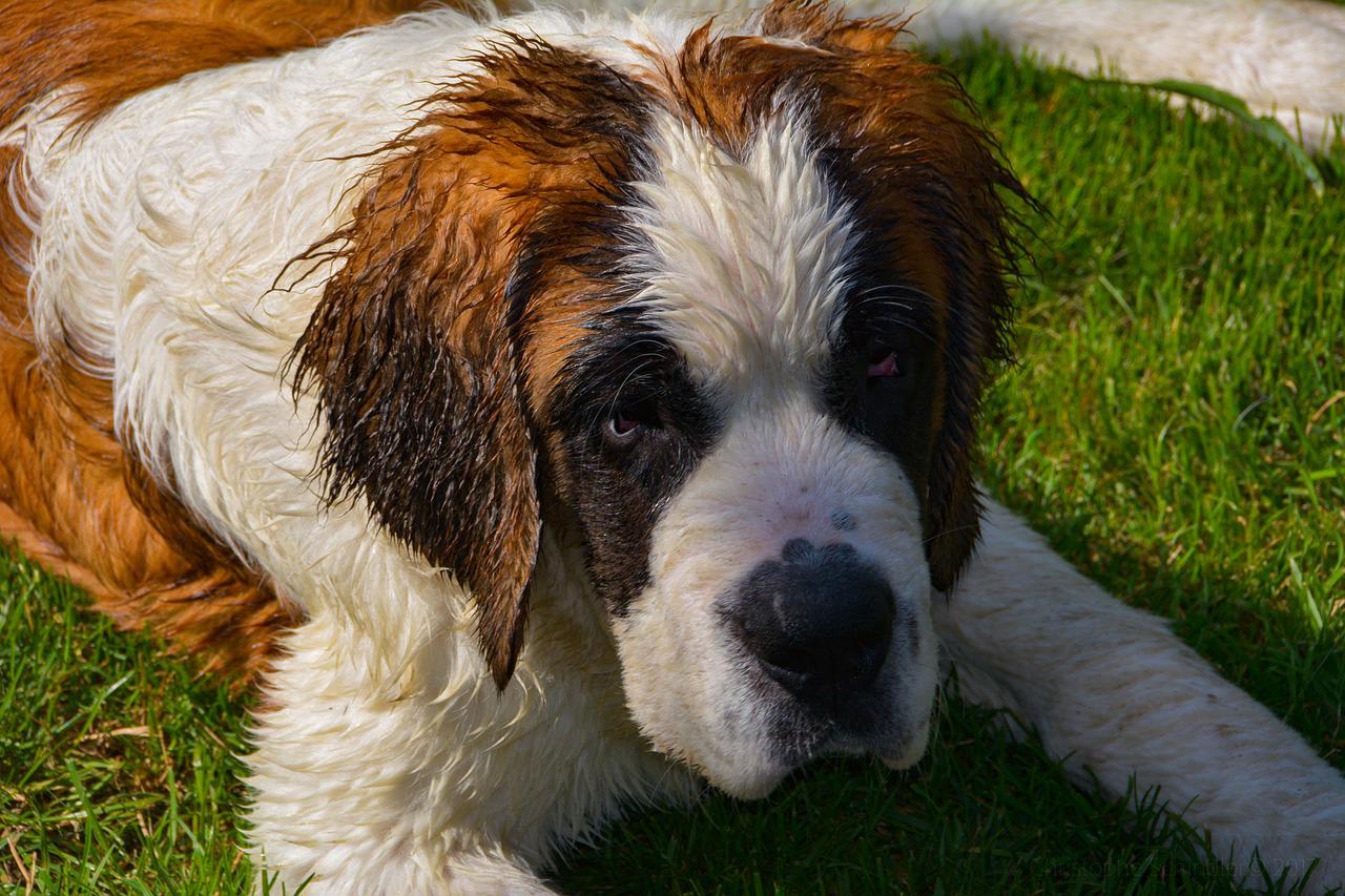 Sint Bernard dog-3620113_1280