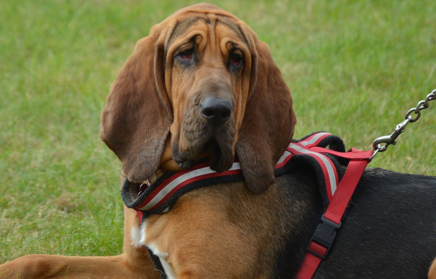 bloodhond of sint-hubertushond