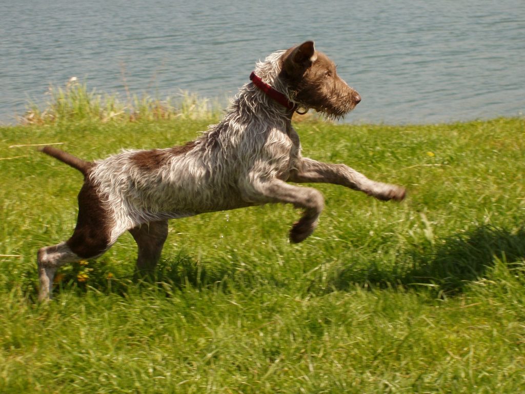 Slowaakse hond | Karakter | Verzorging | Hondenrassen | De Nieuwe Hond