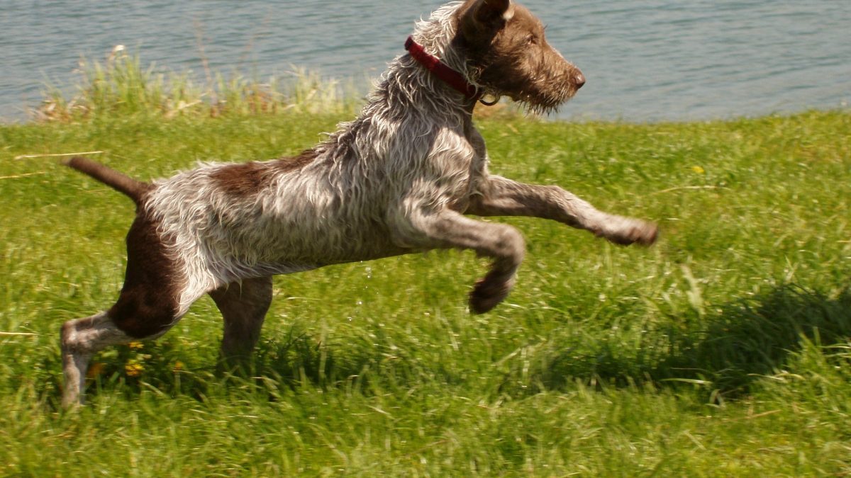 Slowaakse ruwharige staande hond