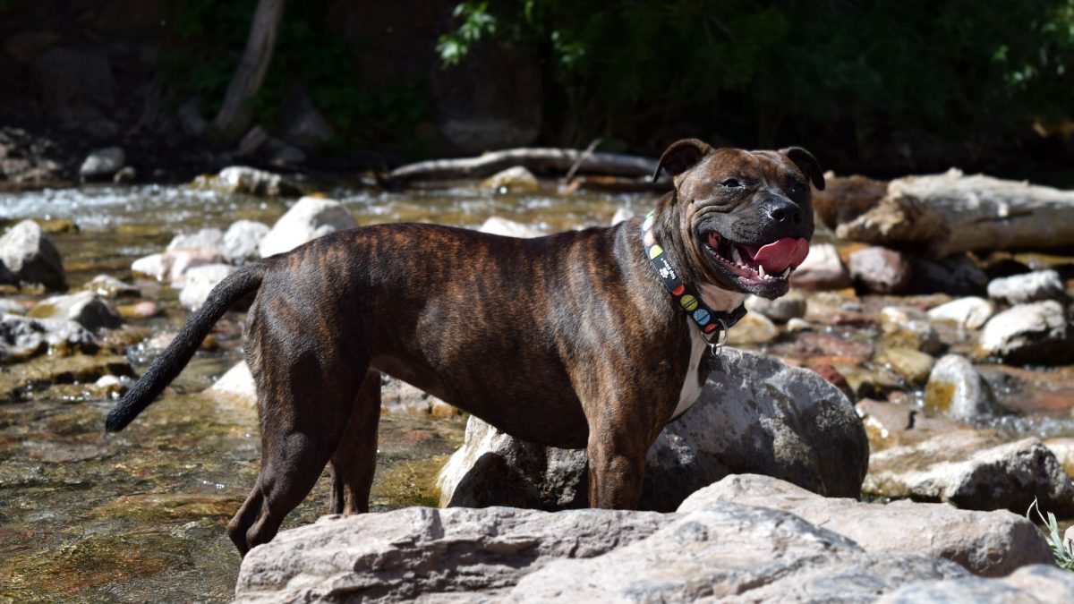 Staffordshire bull terrier