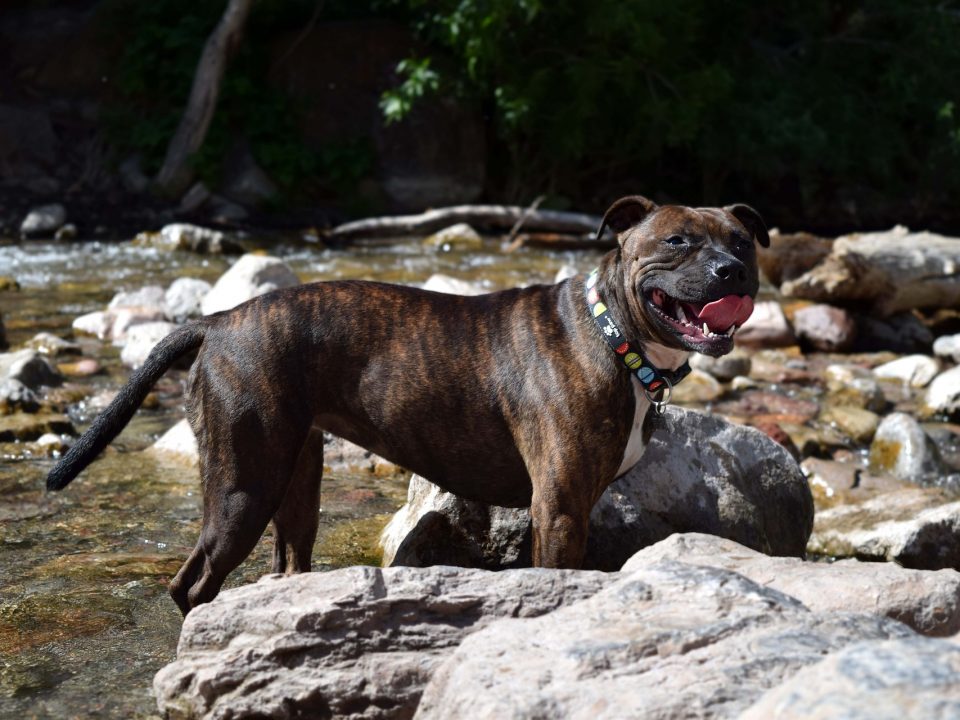 Staffordshire bull terrier