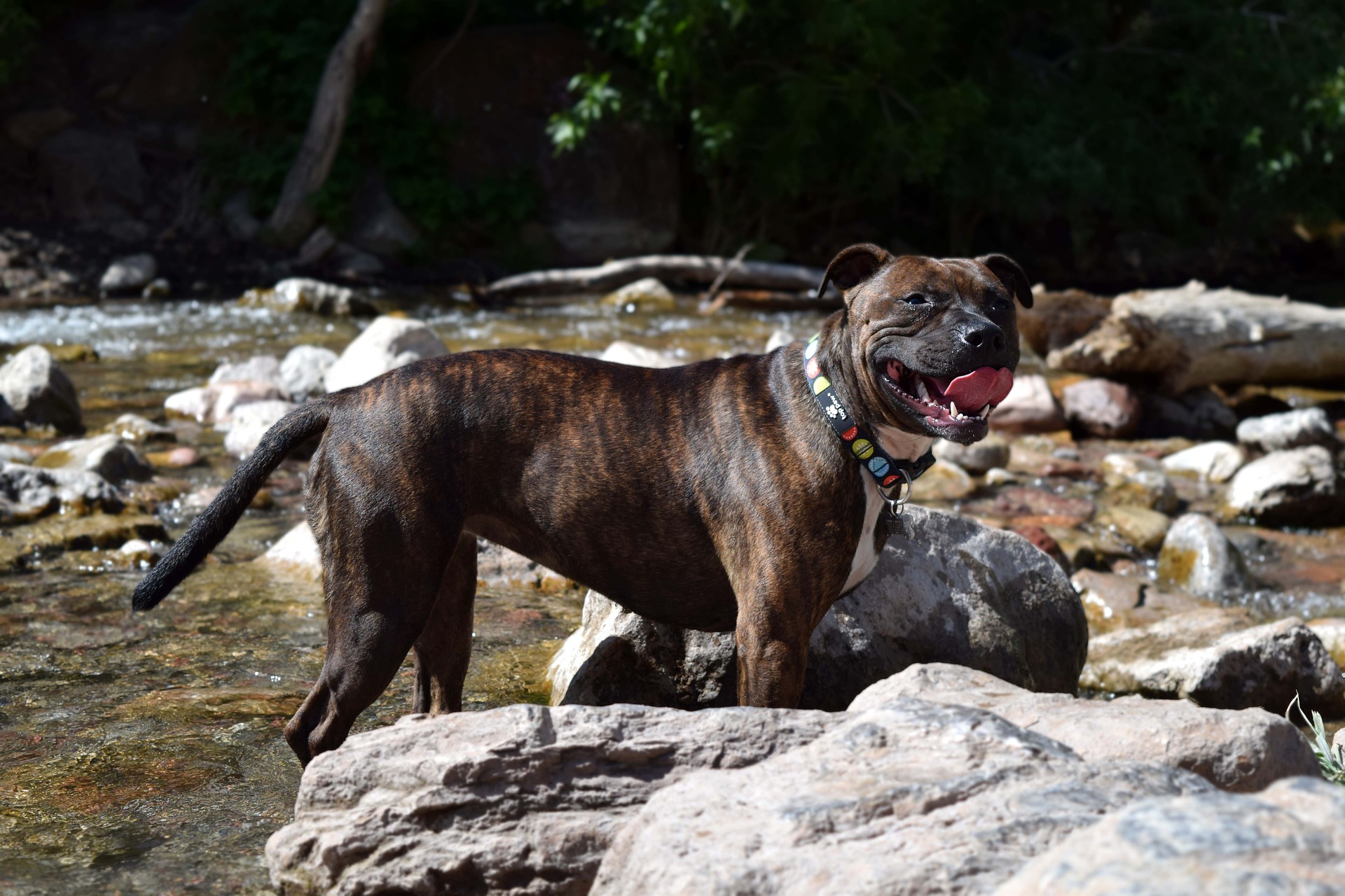 Gevaarlijke hondenrassen - Staffordshire bull terrier