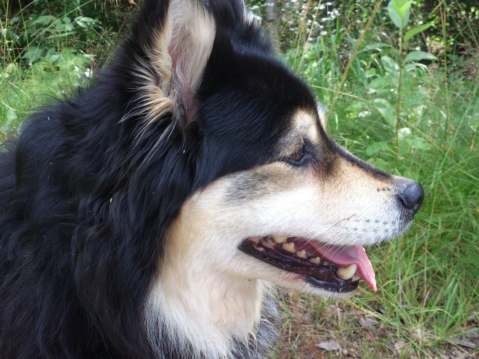 Suomenlapinkoira (Finse Lappenhond)