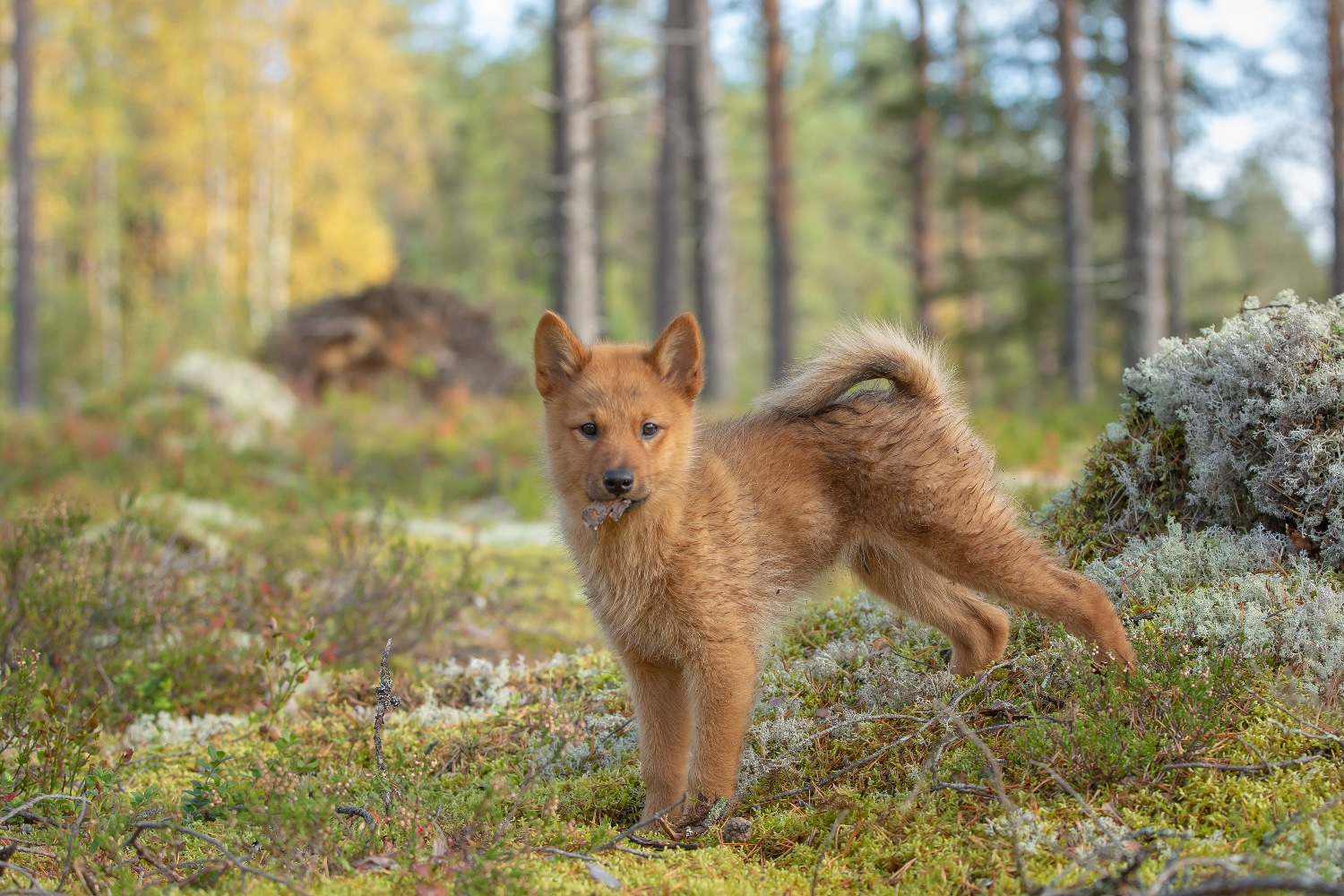 Suomenpystykorva of finse spits Depositphotos_464165160_S