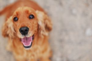 Sussex Spaniel