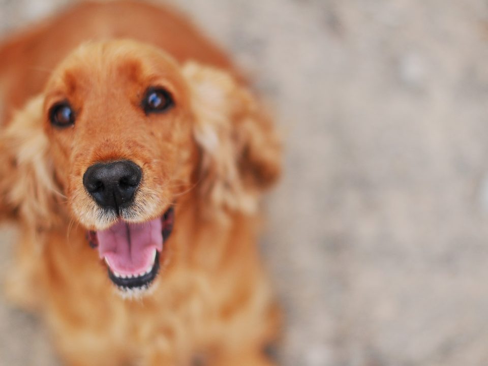 Sussex Spaniel