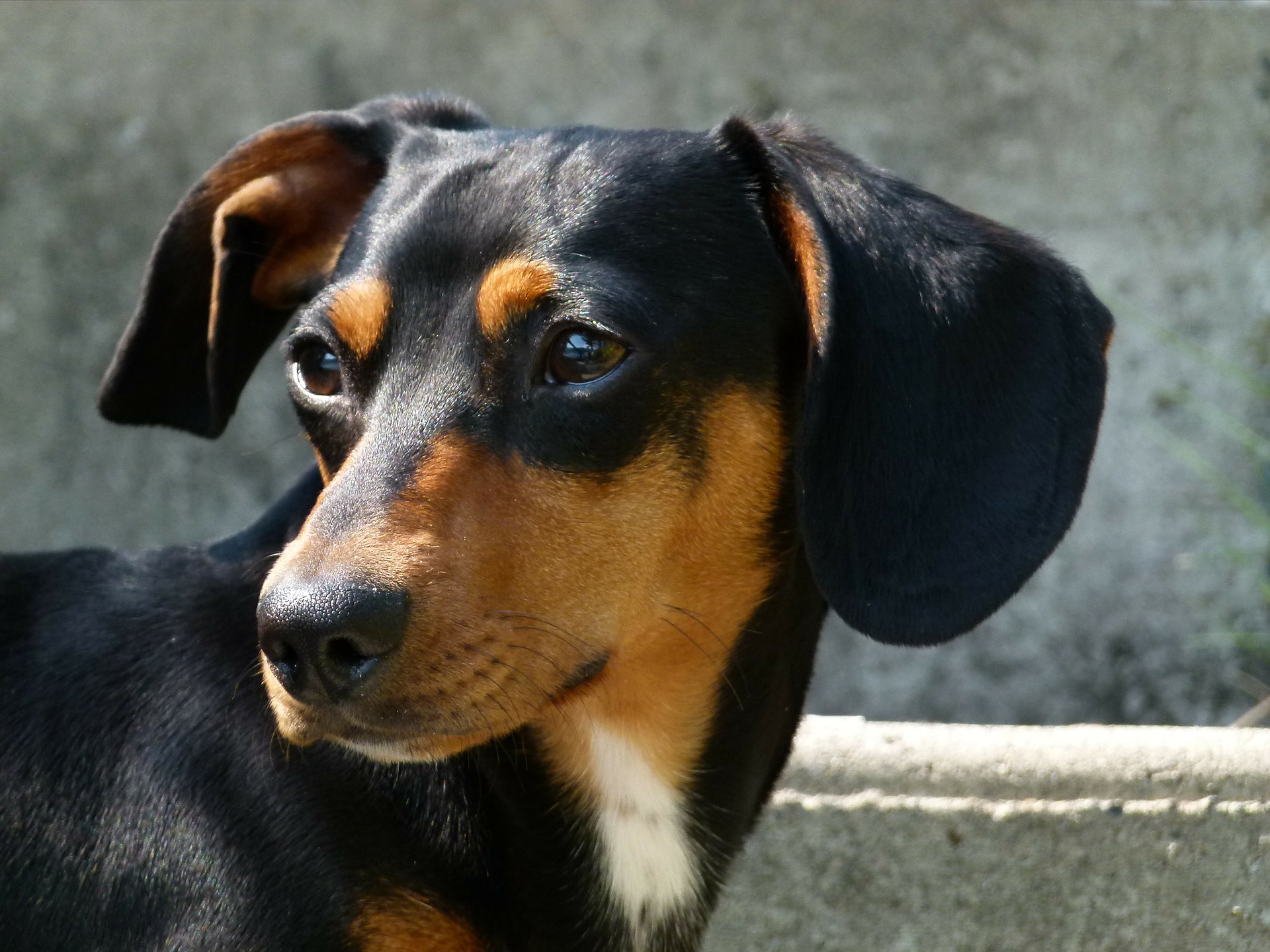 Teckel | Karakter | Verzorging | Hondenrassen | De Nieuwe Hond