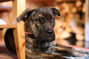 Tibetaanse Mastiff