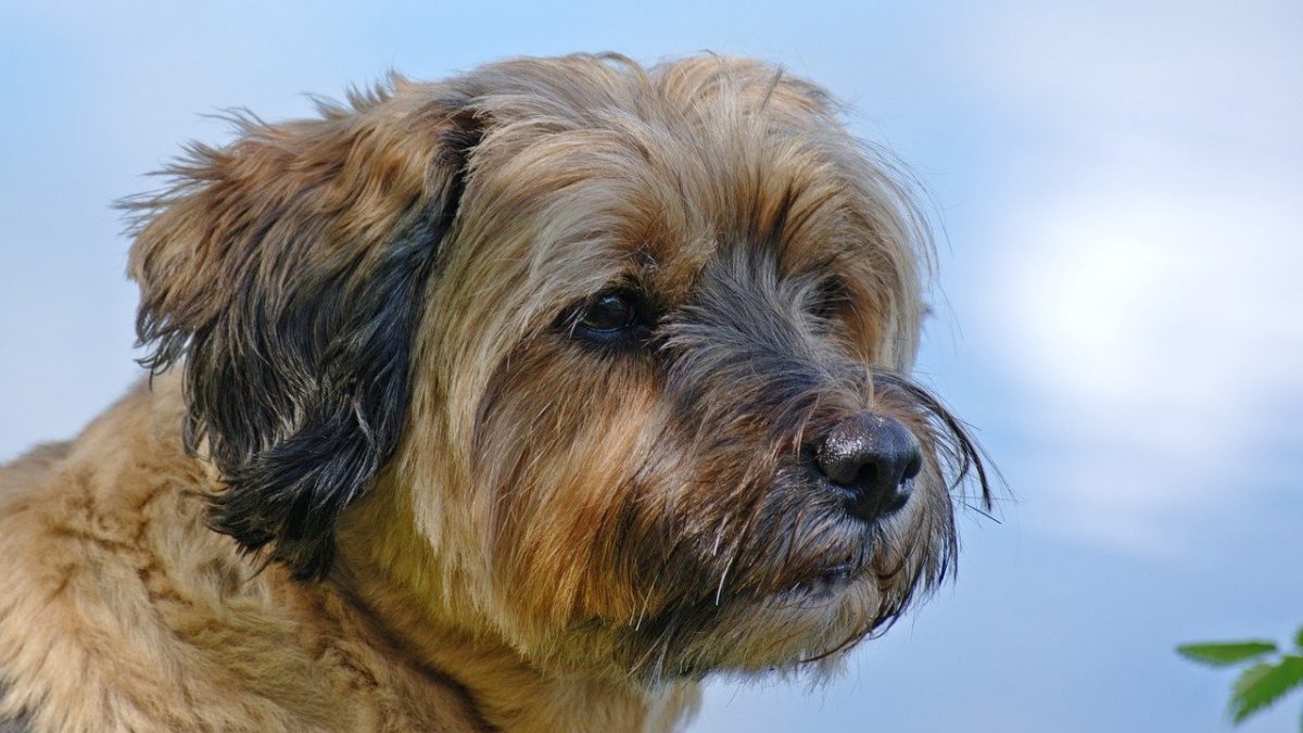 Tibetaanse Terrier