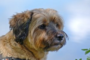 Tibetaanse Terrier