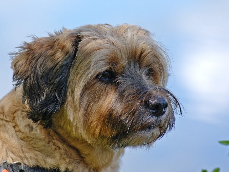 Tibetaanse Terrier