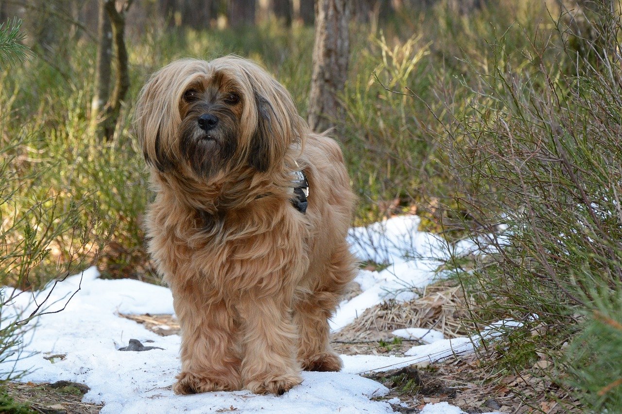 Tibetaanse Terrier bruin