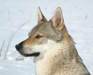 Tsjecho-Slowaakse wolfhond