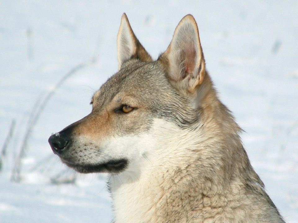 Tsjecho-Slowaakse wolfhond