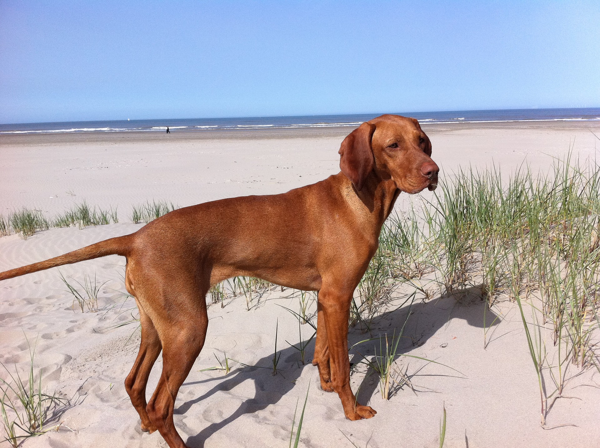 Vizsla korthaar Karakter Hondenrassen De Nieuwe Hond