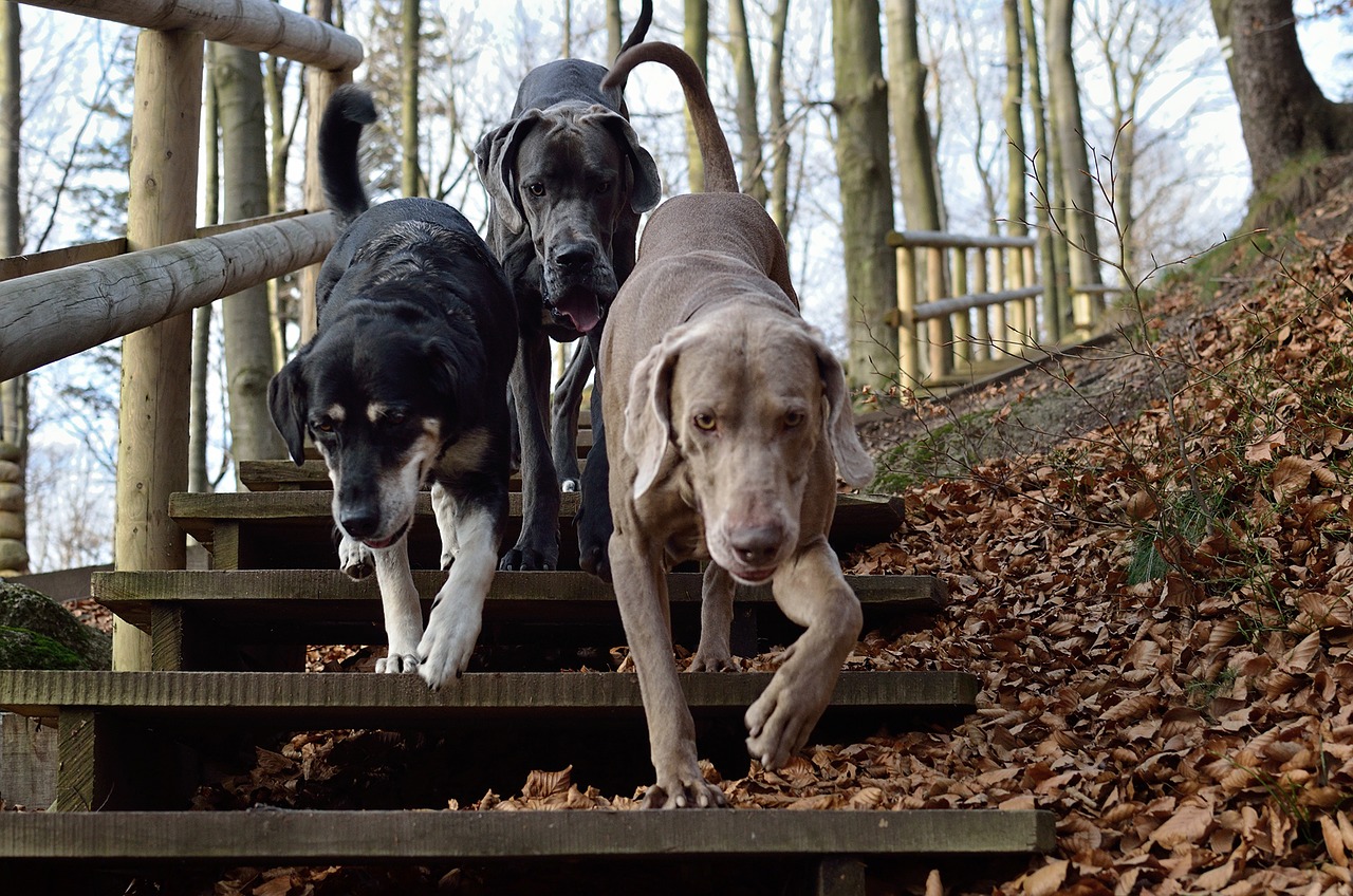 Weimaraner