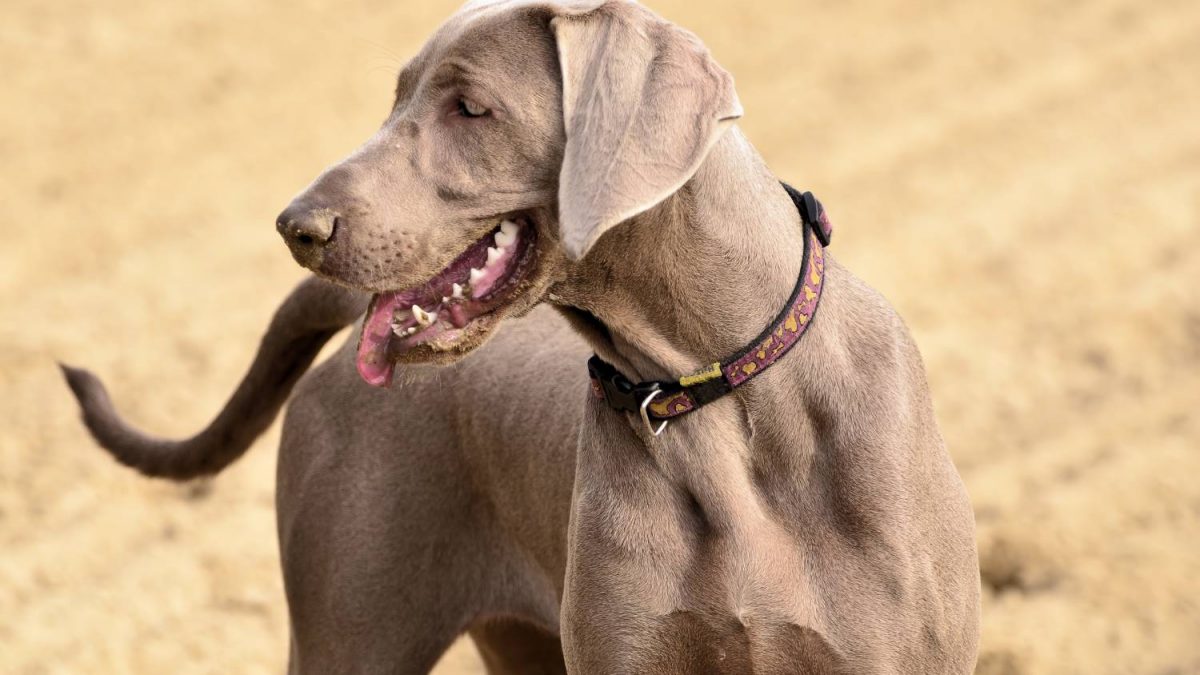 Weimaraner - Weimaraner Depositphotos 19438241 S