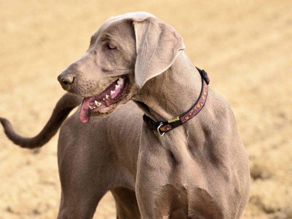 Weimaraner - Weimaraner Depositphotos 19438241 S