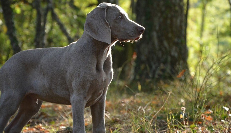 Weimaraner behoort tot de 10 snelste honden ter wereld