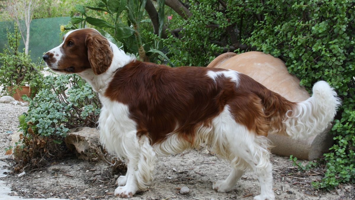 Welsh Springer Spaniel