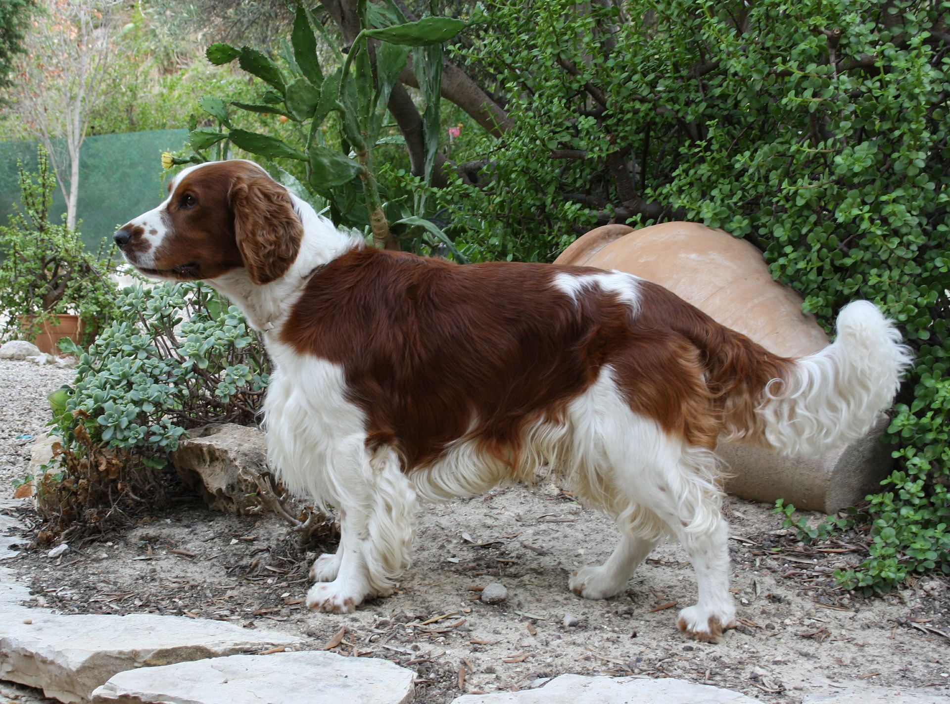 Welsh Springer Spaniel - Hondenrassen voor een appartement