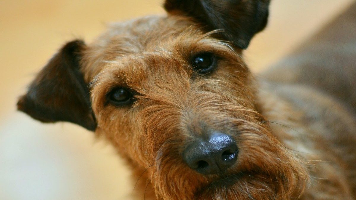 Welsh Terrier