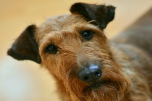 Welsh Terrier